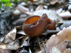 Peziza megalochondra