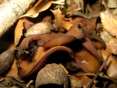 Peziza megalochondra