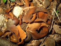 Peziza megalochondra