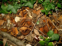 Peziza megalochondra