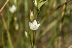 Lomatogonium rotatum