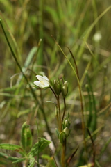 Lomatogonium rotatum