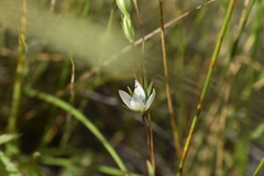 Lomatogonium rotatum