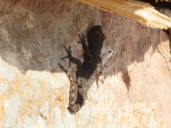 Mediodactylus kotschyi