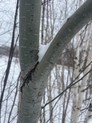 Populus