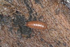 Trichoniscus pusillus