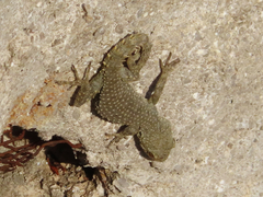 Mediodactylus kotschyi