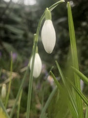 Galanthus nivalis