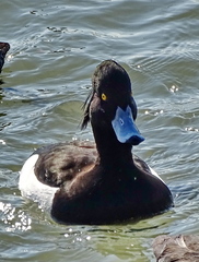 Aythya fuligula