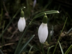 Galanthus nivalis