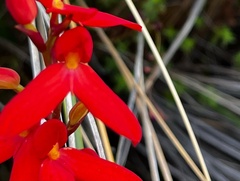 Disa cardinalis