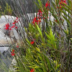 Disa cardinalis