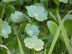 Hydrocotyle ranunculoides