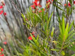 Disa cardinalis