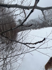 Populus