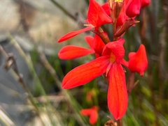 Disa cardinalis