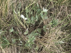Potentilla hudsonii