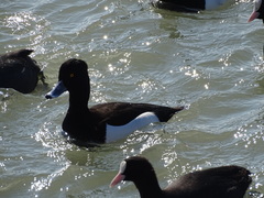 Aythya fuligula