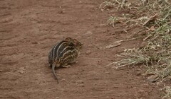 Lemniscomys striatus