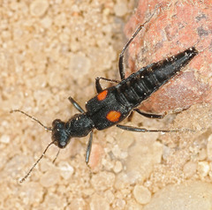 Dianous coerulescens