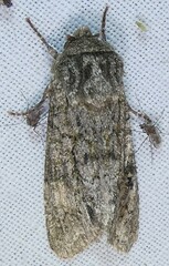 Copivaleria grotei