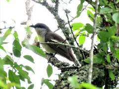 Coccyzus melacoryphus