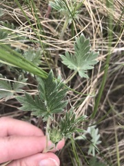 Potentilla hudsonii