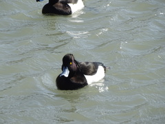 Aythya fuligula