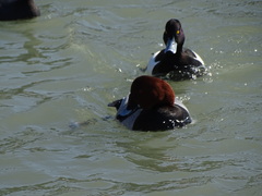 Aythya fuligula
