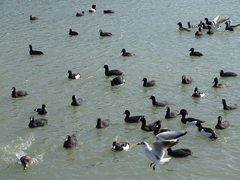 Aythya fuligula