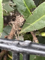 Mecynogea lemniscata