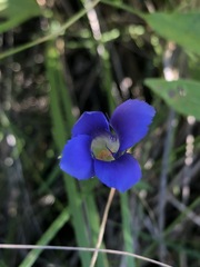 Gentianopsis macounii