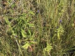 Gentianopsis macounii