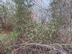 Vaccinium elliottii