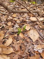 Liliales