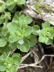 Veronica hederifolia-sublobata-triloba