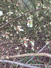 Vaccinium elliottii