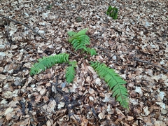 Dryopteris affinis borreri
