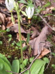 Primula meadia