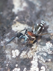 Cotinusa