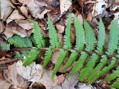 Dryopteris affinis borreri