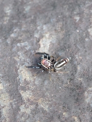 Cotinusa