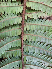 Dryopteris affinis borreri