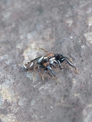 Cotinusa
