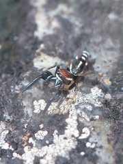 Cotinusa