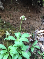 Primula meadia