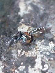 Cotinusa