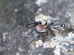 Cotinusa