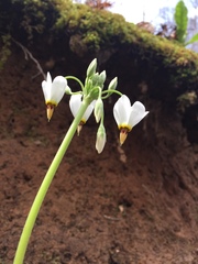 Primula meadia
