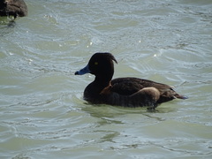 Aythya fuligula